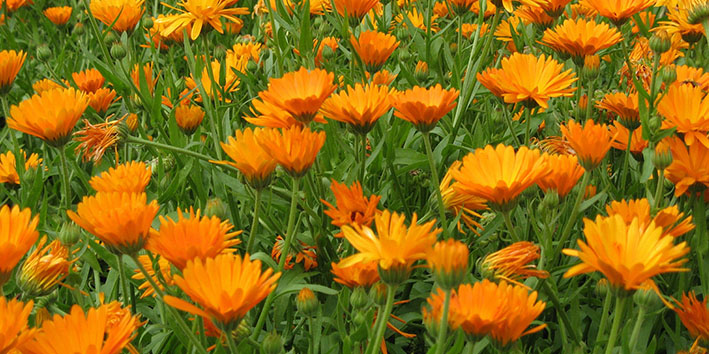 Calendula para que serve